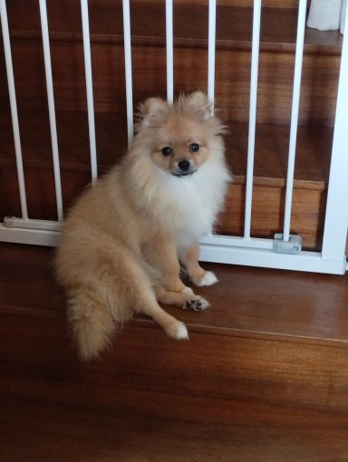 Bailey